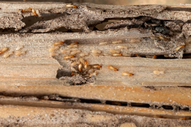 Best Affordable Pest Control Services  in Scottsburg, IN